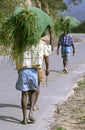 Indian workers carrying grassload Royalty Free Stock Photo