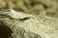 Indian woter snake