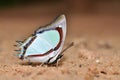 Indian Yellow Nawab butterfly Royalty Free Stock Photo