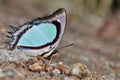 Indian Yellow Nawab butterfly Royalty Free Stock Photo