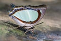 Indian Yellow Nawab or Polyura jalysus jalysus C. & R. Felder, 1867 :  beautiful light green butterfly eating on ground. Royalty Free Stock Photo