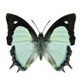 Indian Yellow Nawab or Polyura jalysus, wide green shade on wing butterfly hindwing profile in natural