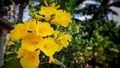 Indian Yellow Trumpet bush flower