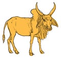 Indian zebu cow