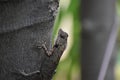 Indiana chameleon resting on tree