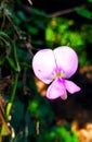 Indiana forest natural plant