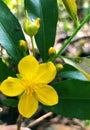 Mansoon forest natural flower