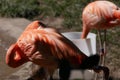 Shy Flamingo Spies Photographer at Zoo