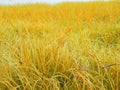 Indiangrass naturephotography Royalty Free Stock Photo