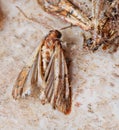 Indianmeal moth also called flour moth is an insect that infests