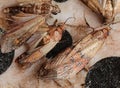 Indianmeal moth also called flour moth is an insect that infests