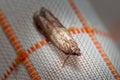 Indianmeal moth, Plodia interpunctella, posed on a fabric curtain