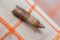 Indianmeal moth, Plodia interpunctella, posed on a fabric curtain