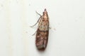 Indianmeal moth, Plodia interpunctella, posed on a white wall