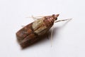 Plodia interpunctella moth posed on a white wall