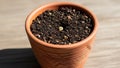 Indicates a seedling stage in a planting process, underscoring Royalty Free Stock Photo