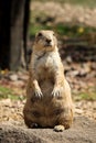 Indifferent expression of an adult Black-tailed prairie dog standing on its hind legs staring into space. Knowing and protecting Royalty Free Stock Photo