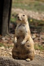 Indifferent expression of an adult Black-tailed prairie dog standing on its hind legs staring into space. Knowing and protecting Royalty Free Stock Photo