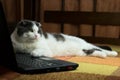 Indifferent lazy cat lying in front of laptop