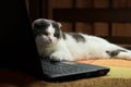 Indifferent lazy cat lying in front of laptop