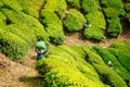 Indigenious indian picker woman working in chai plantations in Kerala Munnar Royalty Free Stock Photo