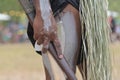 Indigenous Australian man holding traditional weapons during a ceremonial dance in Cape York Queensland Australia