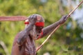 Indigenous Australians aboriginal man dancing a cultural ceremony dance Royalty Free Stock Photo