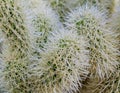 Indigenous Cactus in Nevada Cactus Nursery