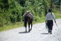 Indigenous farmer leading a horse