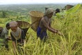 Indigenous farmers harvesting jhum rice in Bangladesh Royalty Free Stock Photo