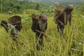 Indigenous farmers harvesting jhum rice in Bangladesh Royalty Free Stock Photo