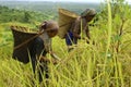 Indigenous farmers harvesting jhum rice in Bangladesh Royalty Free Stock Photo