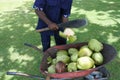 Indigenous Fijian man man peels coconut