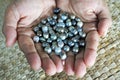 Indigenous Fijian woman holds Black lip oyster black pearls