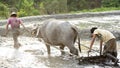 Traditional Plowing-Terrace Paddyfield-water buffalo Royalty Free Stock Photo