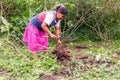 Siona Woman Cutting Yucca From The Garden