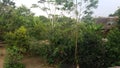 Indigenous wooden huts in the jungle with the river in the background.