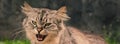 Indignant cat in the yard. Web banner.