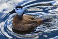 Indignant white headed duck, in North West wetlands.