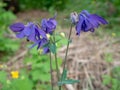 indigo blue bell flower