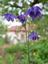 indigo blue bell flower