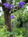 indigo blue bell flower