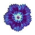 Indigo blue carnation flower isolated on white background. Close-up. Royalty Free Stock Photo