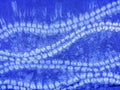 Indigo blue fabric tie dye pattern background.