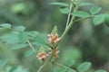 Indigo blue medicinal plants, Nil Awariya, Indigofera tinctoria,