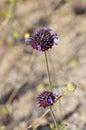 Desert Bloom Series - Desert Chia - Salvia columbariae