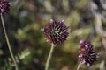 Desert Bloom Series - Desert Chia - Salvia columbariae