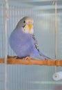 Indigo Budgerigar parrot