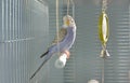 Indigo Budgerigar parrot