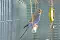 Indigo Budgerigar parrot